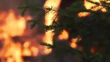 Площадь сгоревших якутских лесов превысила четыре миллиона гектаров