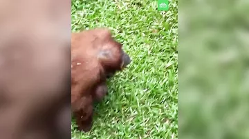 Самка орангутана из Индонезии стала звездой интернета