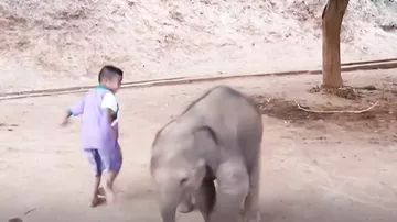 Мальчик подружился со слонёнком, который живёт в загоне возле его дома