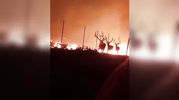 В Монтане олени оказались заперты в лесном пожаре из-за забора