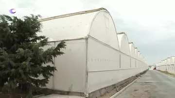 Bakıda istixana, toyuq və mal-qara ferması antisanitar vəziyyət yaradıb - sakinlər şikayətçidir