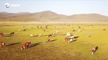 Azərbaycanda özəl baytarlıq xidməti fəaliyyətə başlayır