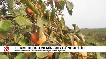 Fermerlərə 20 min SMS göndərilib - İqlim stansiyaları fermerlərin işini asanlaşdırır
