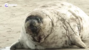 Xəzər sahilində tapılan suitilər qanunsuz ovun qurbanı olub?