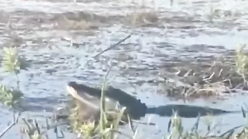 В Джорджии аллигатор сожрал квадрокоптер прямо во время съёмки