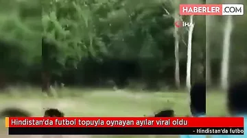 Ayılar futbol topu ilə oyun çıxardı