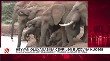 Heyvan ölüxanasına çevrilən Buzovna küçəsi
