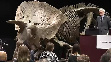 Buynuzlu dinozavrın qalıqları 8 milyon dollara satıldı