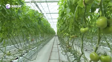 Rusiyaya pomidor ixracı ilə bağlı yenilik - AQTA qərar verəcək