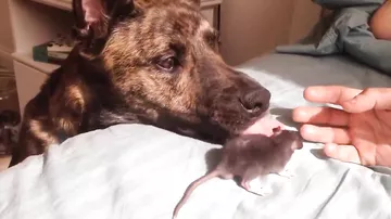 Добрейший пес и крыса