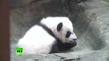 В зоопарке Вашингтона впервые показали детеныша большой панды