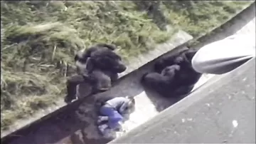The Urban Gorilla - Child falls into gorilla pit at zoo