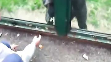 Chimpanzee ask people to free him
