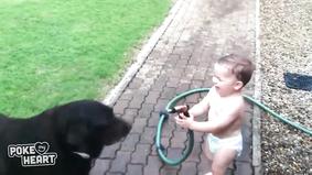 Малыш играет с собачками