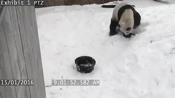 Панда устроила "снежную битву" со своей миской