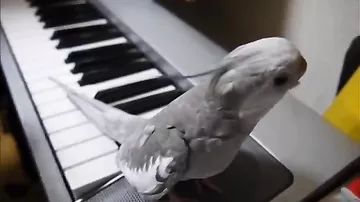 Попугай поет под клавишные