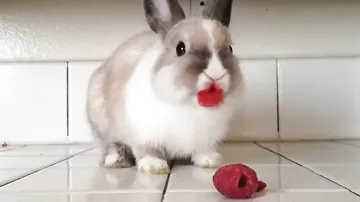Кролик кушает малину