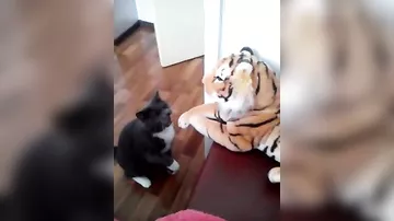 Тигр для битья