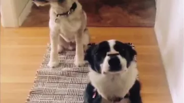 Собаки демонстрируют крутой трюк