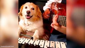 Собака играет на трех музыкальных инструментах
