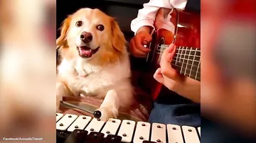 Собака играет на трех музыкальных инструментах