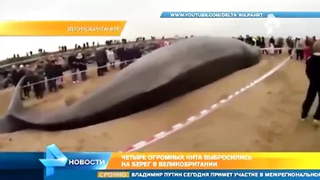 Четыре огромных кита выбросились на британские пляжи за выходные