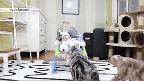 Котята впервые знакомятся с младенцем