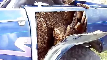 Пчелы в машине