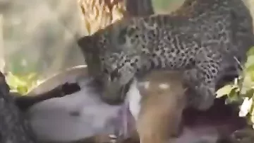 Leopard naharını təmin etdi