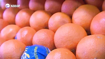 Sitrus meyvələri yetişdirənlərə subsidiya verilir