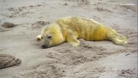 Ясли для тюленят на Гельголанде