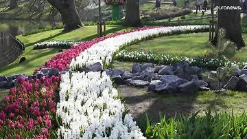 Королевский парк цветов Кёкенхоф принимает гостей