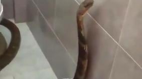 Самая длинная ядовитая змея устроила дебош в туалете и похитила туалетную бумагу