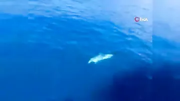 Turistləri daşıyan gəmini müşayiət edən delfin maraqla qarşılandı