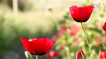 Köynəyi al ipək lalə