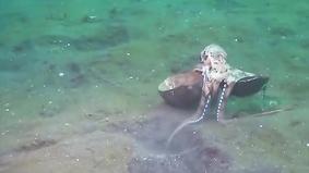 Осьминог носит убежище с собой по дну океана