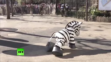 Сотрудники японского зоопарка отработали поимку сбежавшего животного