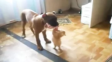 Голодный кот VS собака