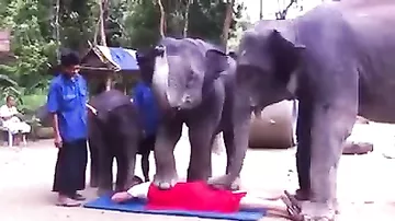 Три слона сделали мужчине массаж