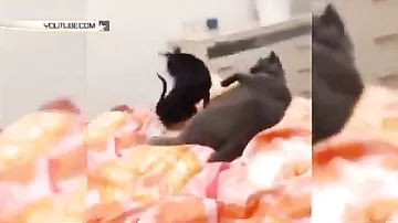 Огромный вредный кот мучает добрую собачку
