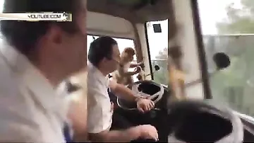 Обезьяна ограбила автобус в Испании на полном ходу