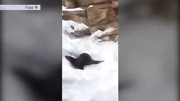 Выдра катается со снежной горки в зоопарке