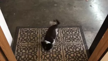 Собака протирает ноги перед входом в дом