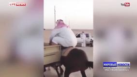 Тучный мужчина в Саудовской Аравии едва не раздавил коня