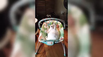 Толстый кот "оккупировал" детское кресло-качалку