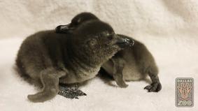 Первые моменты жизни двух новорожденных пингвинов "взорвали" интернет