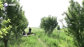 Bağda ucuz, bazarda baha - kənd məhsullarından ən çox kimlər qazanır?