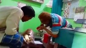 В Индии раненая обезьяна пришла в больницу вместе с детенышем