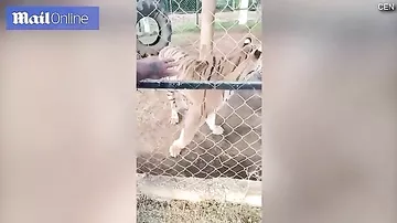 Pələngi sığallamaq istəyən zoopark işçisinin qorxudan ürəyi partladı