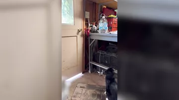 Сообразительный кот нашёл способ сбежать из дома
